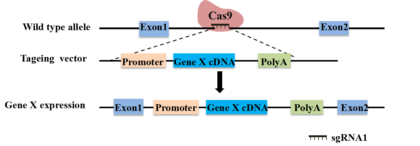 圖片關鍵詞 圖片關鍵詞