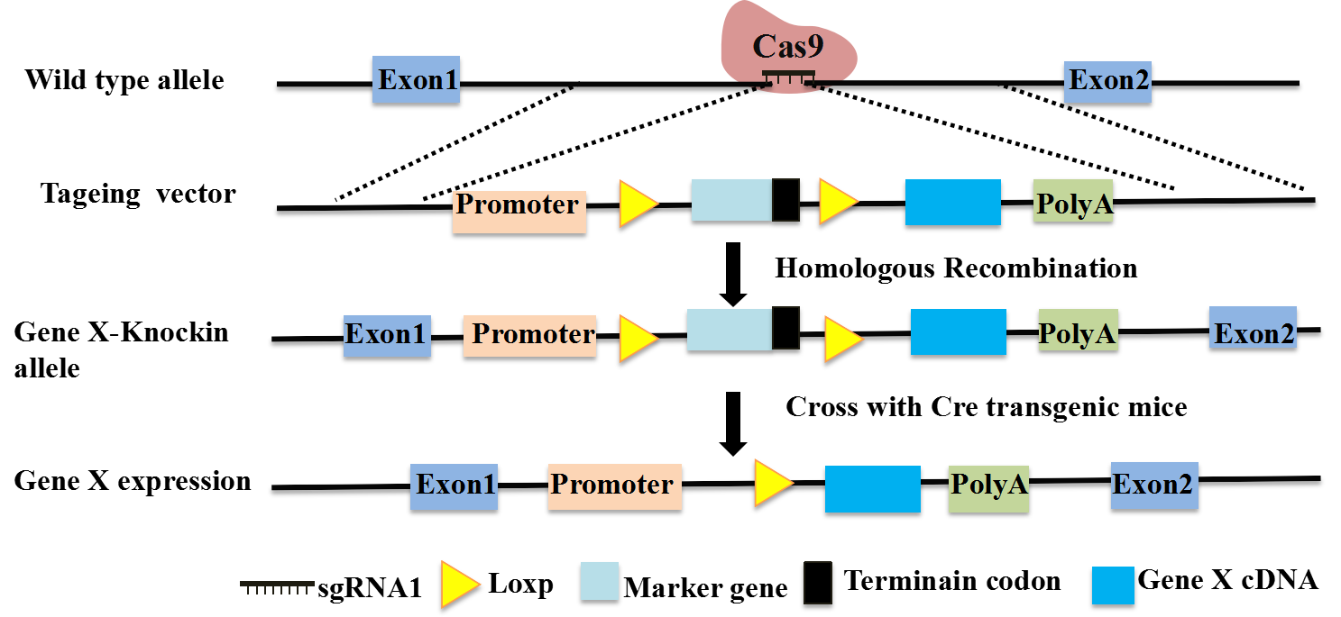 圖片關鍵詞 圖片關鍵詞