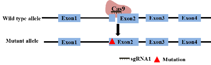 圖片關鍵詞 圖片關鍵詞